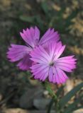 Dianthus capitatus. Цветки. Крым, Карадагский заповедник, биостанция, степной склон. 26 июня 2013 г.