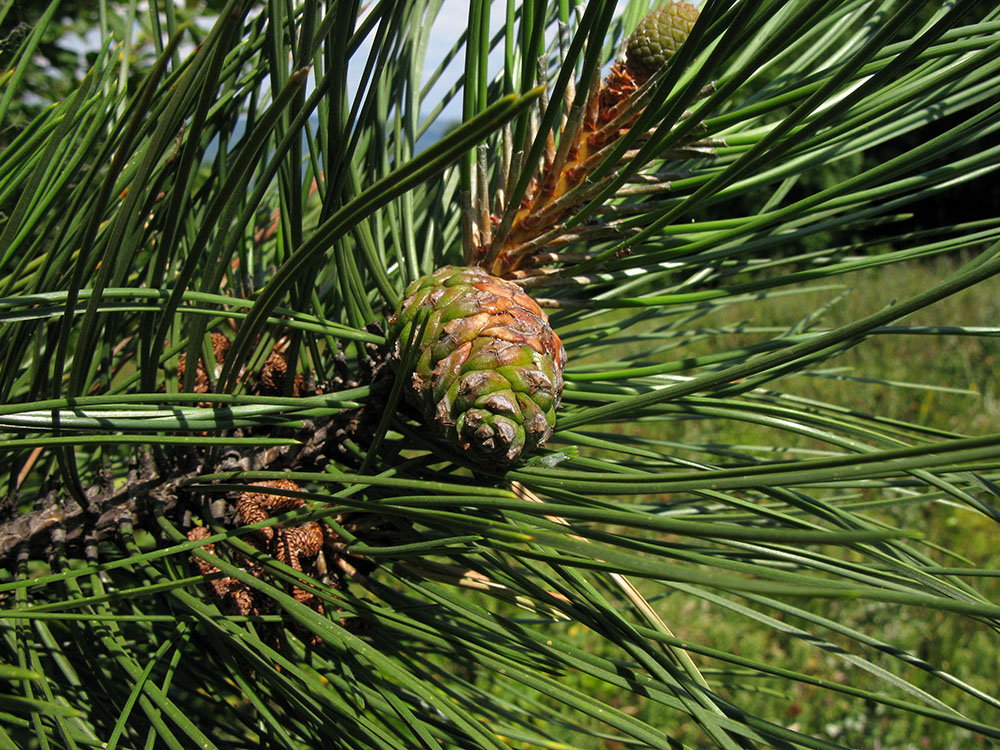 Изображение особи Pinus pallasiana.