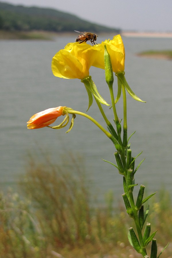 Изображение особи Oenothera biennis.