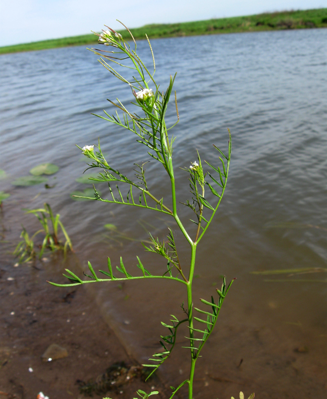 Image of Cardamine parviflora specimen.