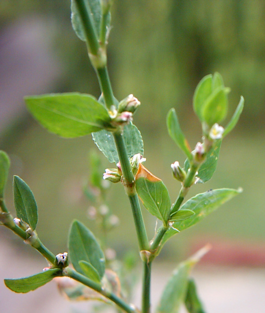 Image of Polygonum aviculare specimen.