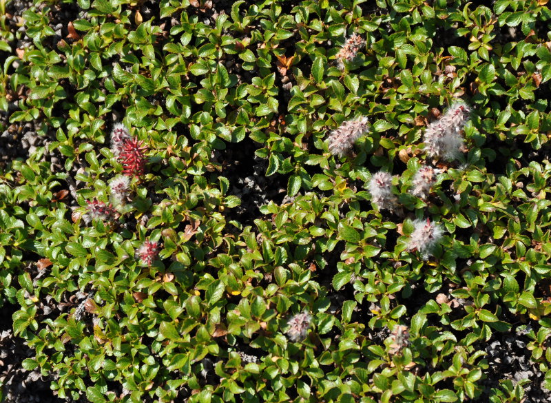 Image of Salix kamtschatica specimen.