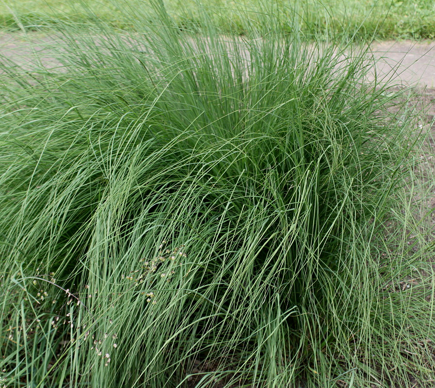 Изображение особи Eragrostis curvula.