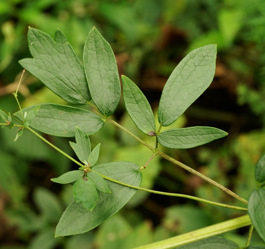 Image of Thalictrum ussuriense specimen.