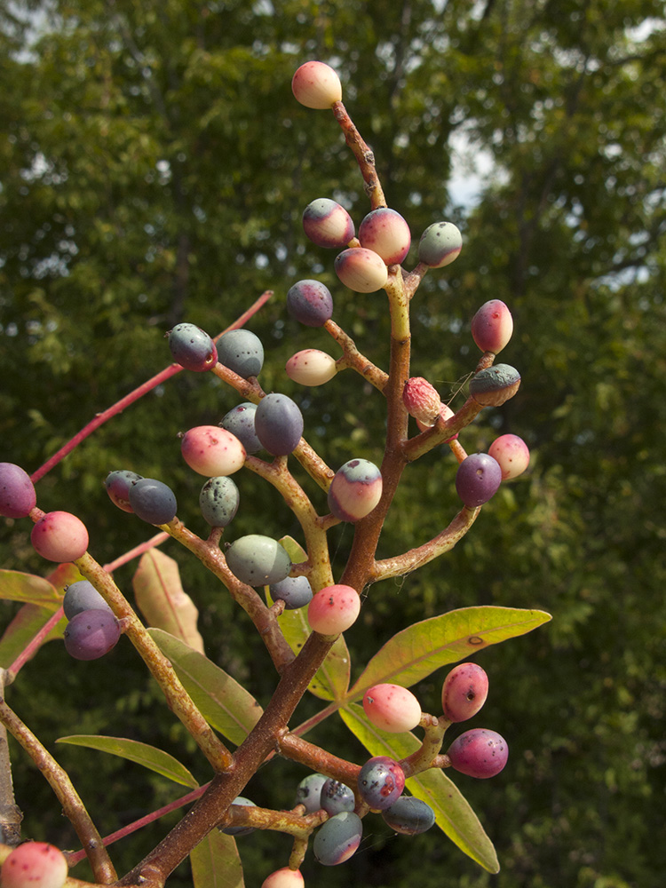 Image of Pistacia mutica specimen.