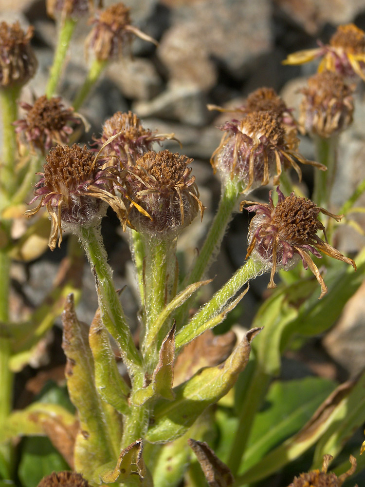 Image of Tephroseris karjaginii specimen.