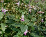 Impatiens balfourii