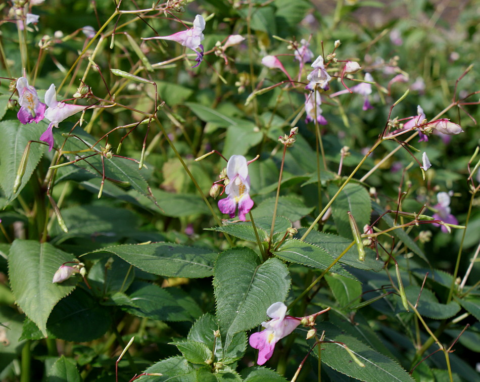 Image of Impatiens balfourii specimen.