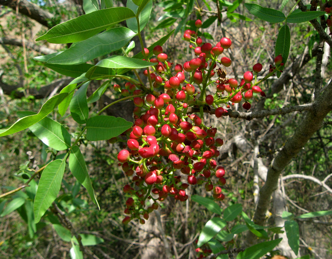 Изображение особи Pistacia mutica.