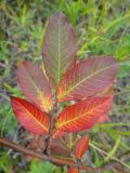 Salix pseudopentandra
