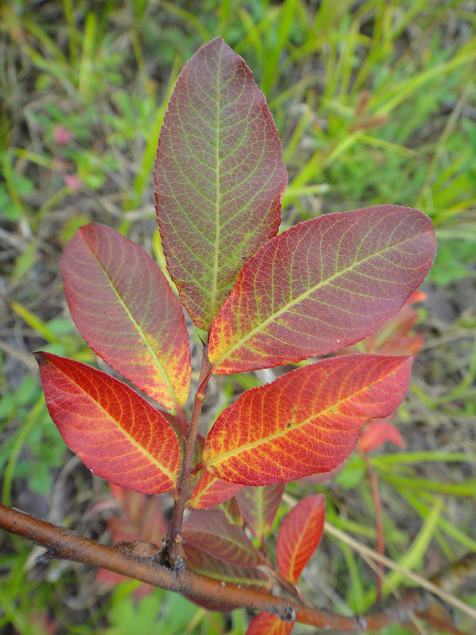 Image of Salix pseudopentandra specimen.