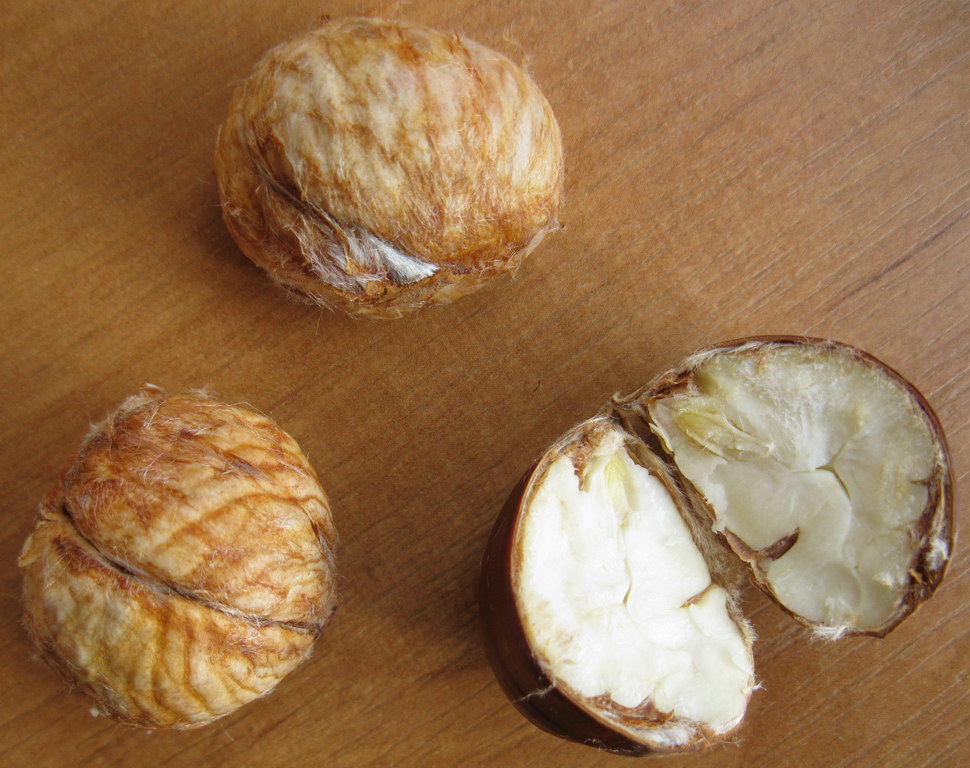 Image of Castanea sativa specimen.