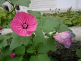 Malva trimestris