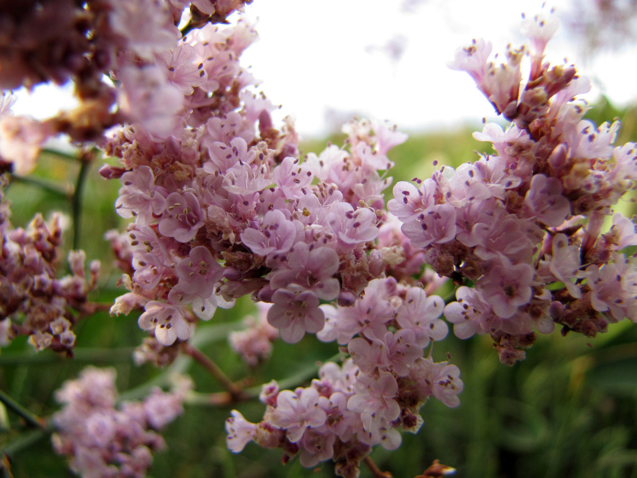 Image of Limonium gmelinii specimen.