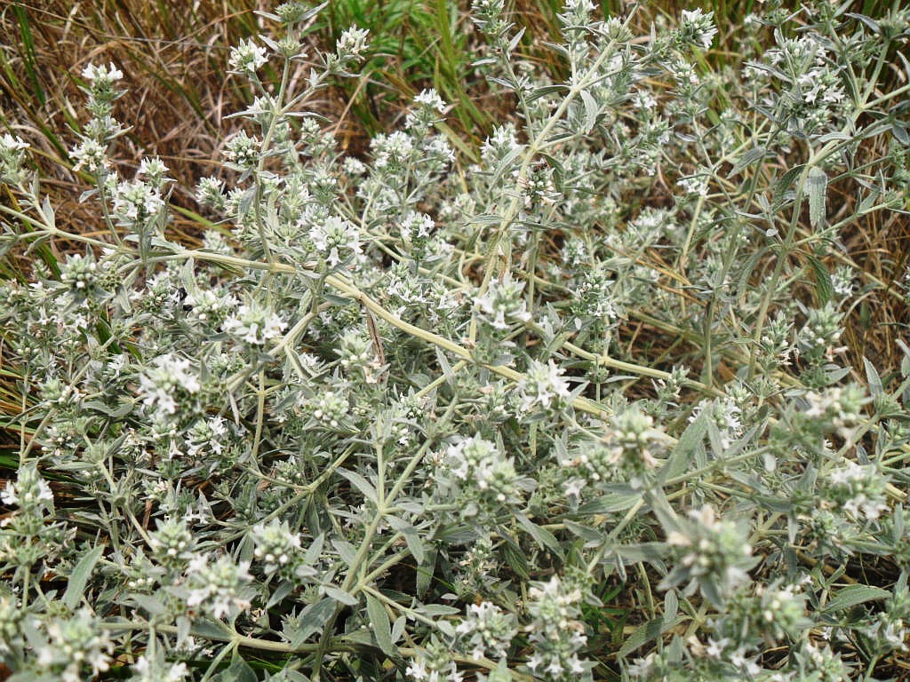 Image of Marrubium peregrinum specimen.