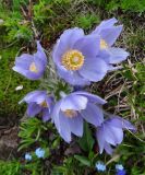 Pulsatilla patens