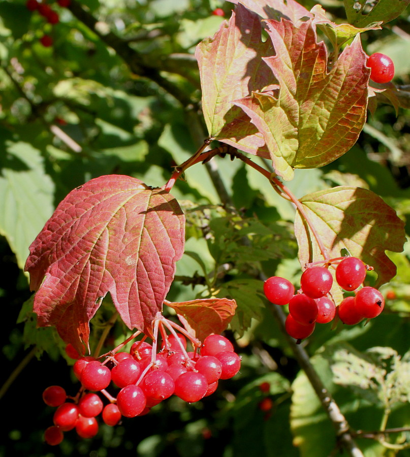 Изображение особи Viburnum edule. 