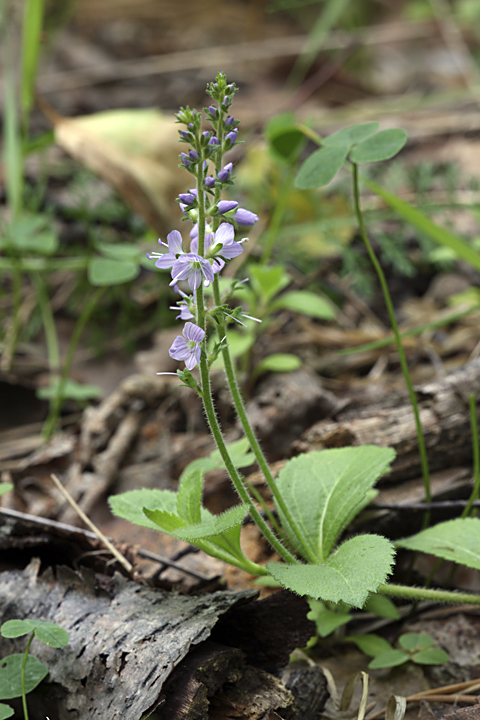 Image of Veronica officinalis specimen.