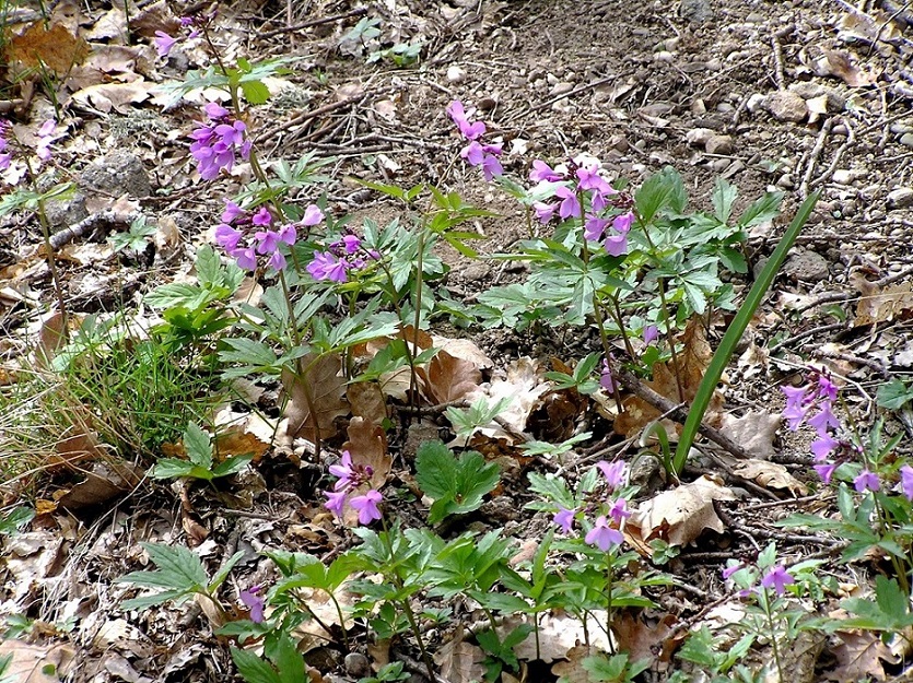 Image of Cardamine quinquefolia specimen.