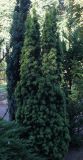 Taxus baccata. Взрослые растения ('Fastigiata Aurea'). Германия, г. Duisburg, Ботанический сад. 20.09.2013.