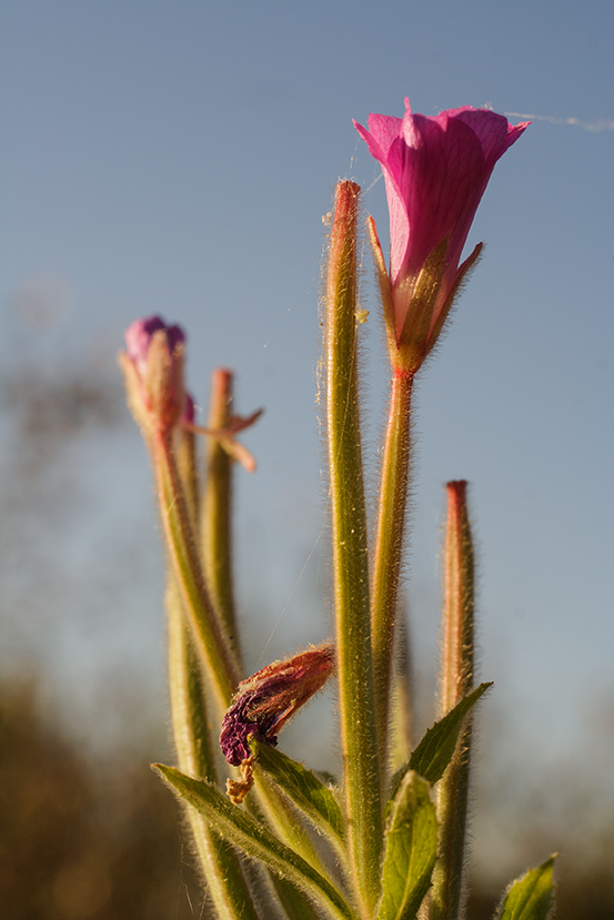 Изображение особи Epilobium villosum.