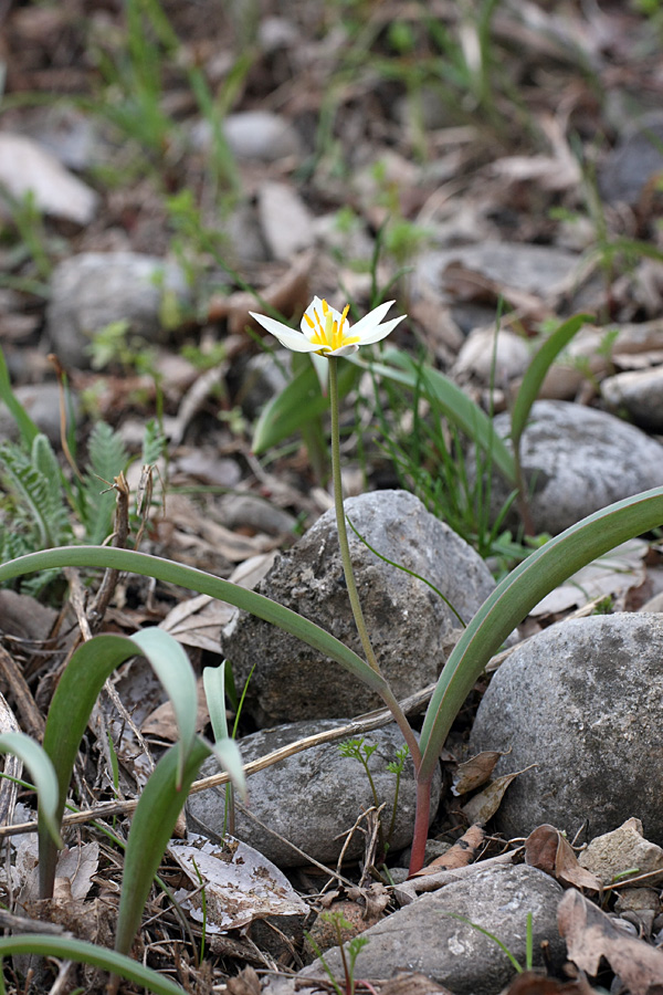 Image of Tulipa bifloriformis specimen.