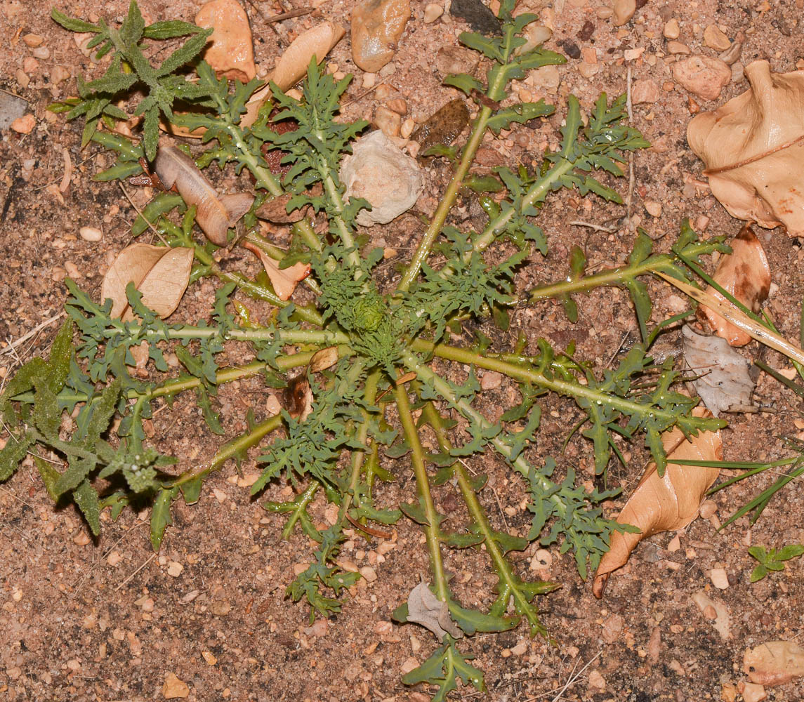 Изображение особи Launaea mucronata.