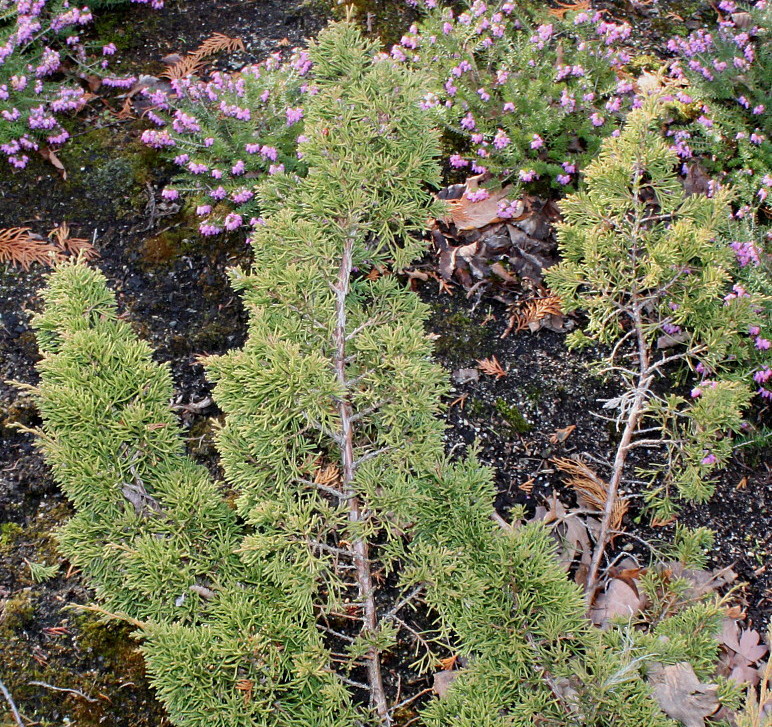 Image of Chamaecyparis obtusa specimen.