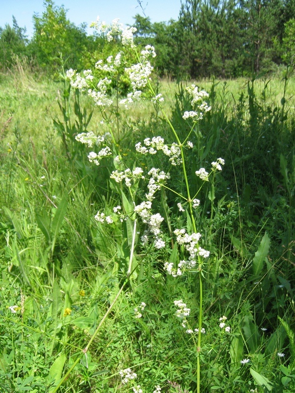 Image of Galium mollugo specimen.