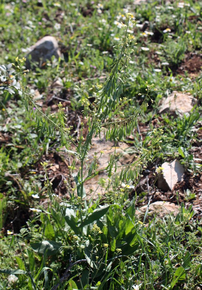 Image of Isatis lusitanica specimen.