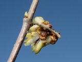 Chimonanthus praecox. Цветки (вид со стороны цветоножек). Германия, г. Дюссельдорф, Ботанический сад университета. 13.03.2014.