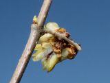 Chimonanthus praecox