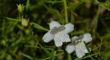 Eremophila polyclada