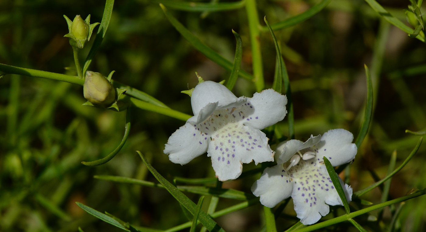 Изображение особи Eremophila polyclada.