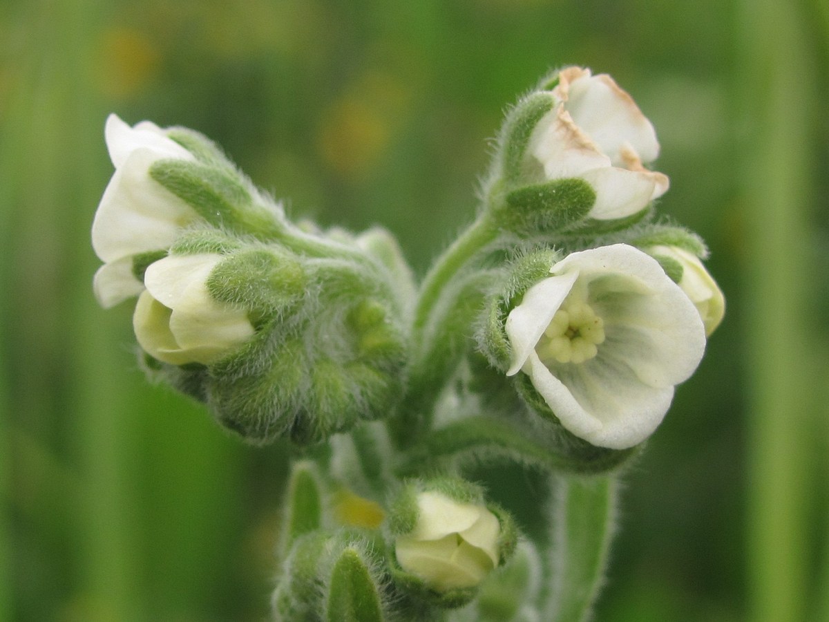 Image of Cynoglossum creticum specimen.
