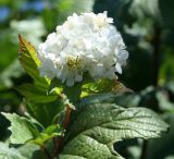 Viburnum форма roseum