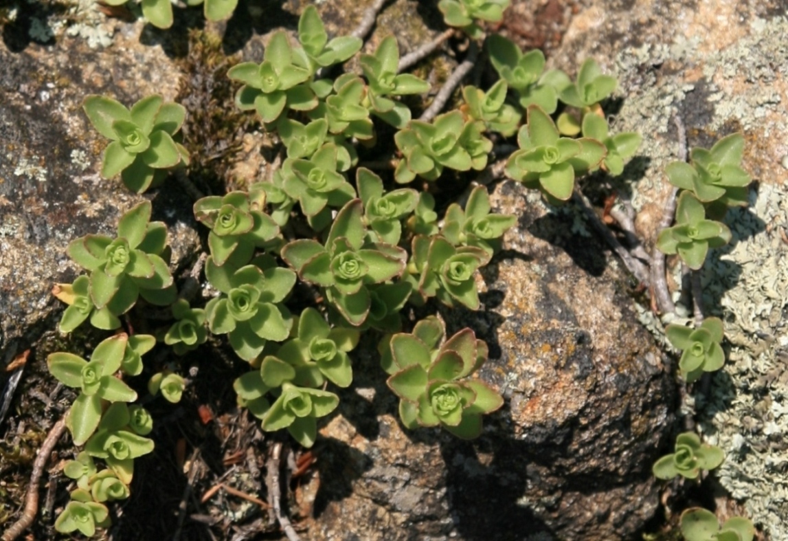 Image of Sedum spurium specimen.