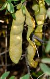 Anagyris foetida