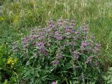 Phlomis pungens