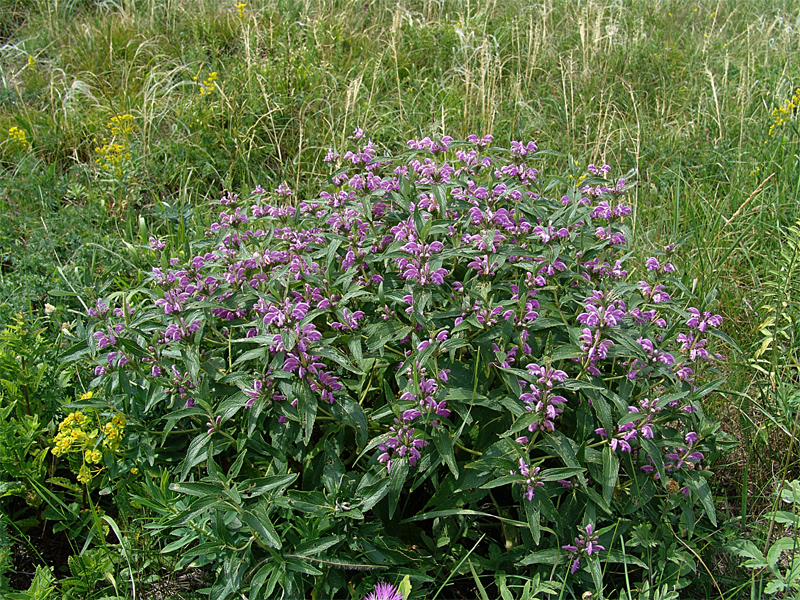 Изображение особи Phlomis pungens.