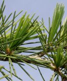 Cedrus deodara. Средняя часть ветки с хвоинками на коротких побегах. Германия, г. Дюссельдорф, Ботанический сад университета. 04.05.2014.
