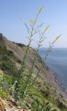 Linaria genistifolia