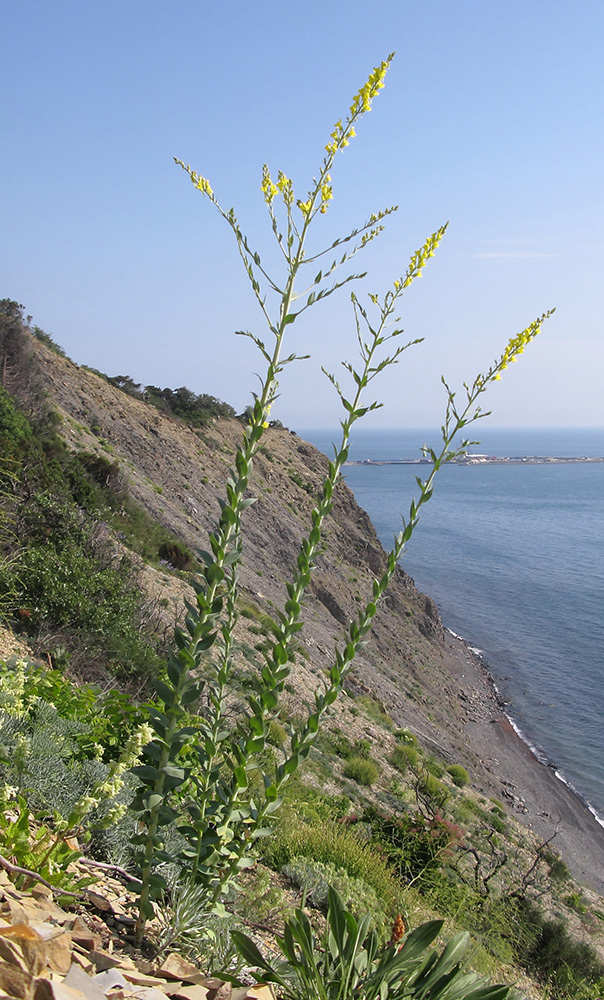 Изображение особи Linaria genistifolia.