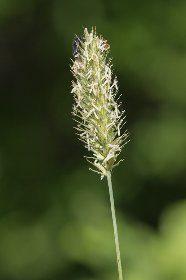 Image of Sesleria alba specimen.