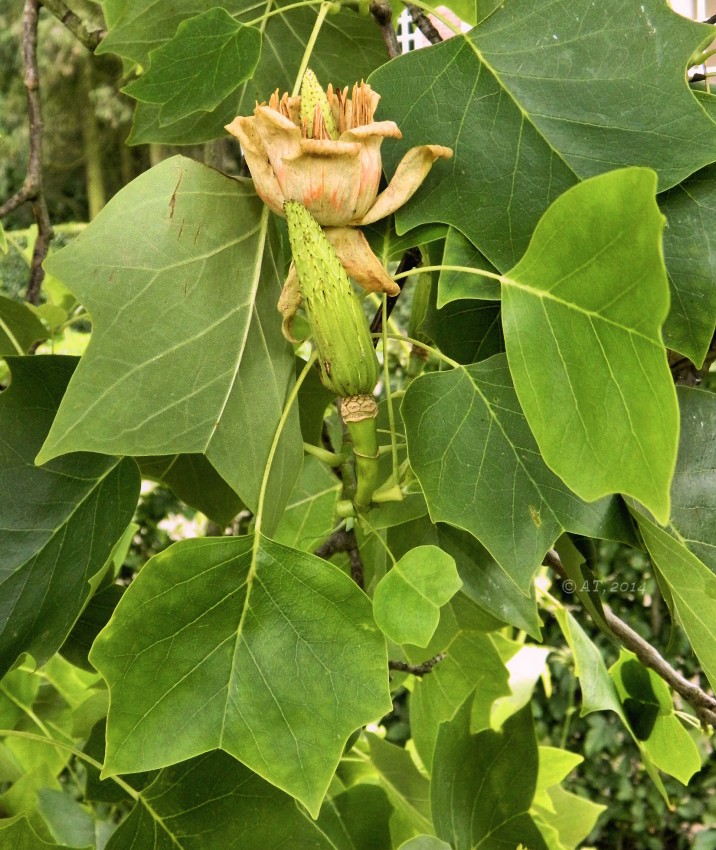 Изображение особи Liriodendron tulipifera.