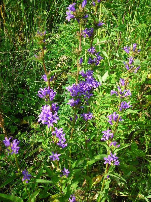 Изображение особи Campanula glomerata.