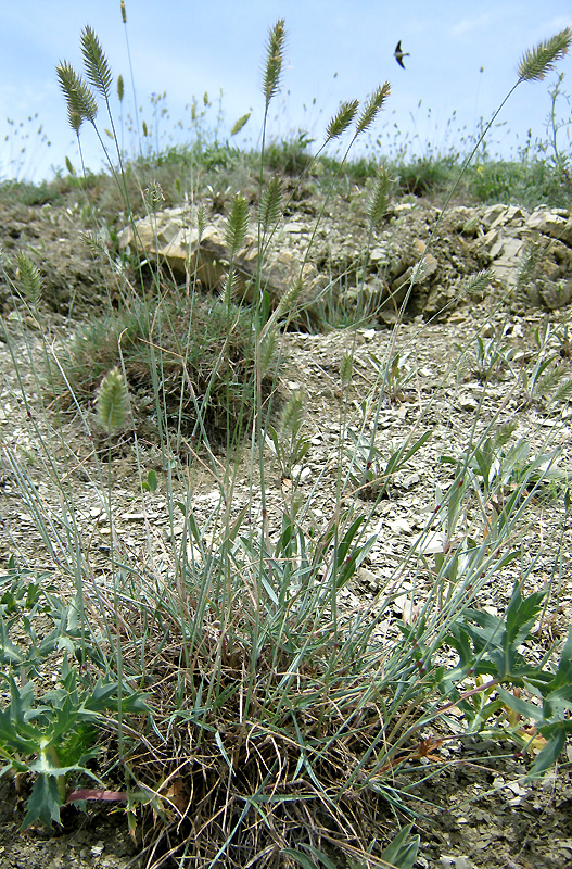 Image of Agropyron pinifolium specimen.