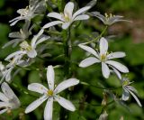 род Ornithogalum