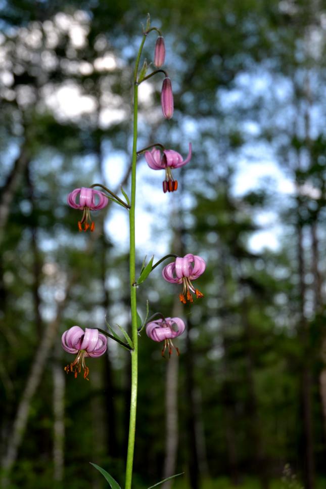 Image of Lilium pilosiusculum specimen.