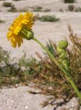 Sonchus subspecies uliginosus